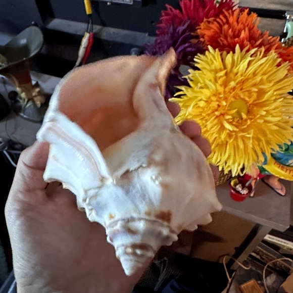 Seashells - Picture 4 of 6